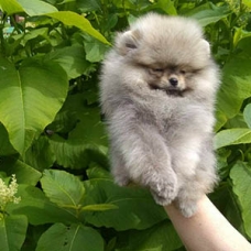 Image pour l'annonce Très beaux Micro Spitz Pomeranien Nain Sable