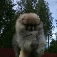 Image pour l'annonce Très beaux Micro Spitz Pomeranien Nain Sable