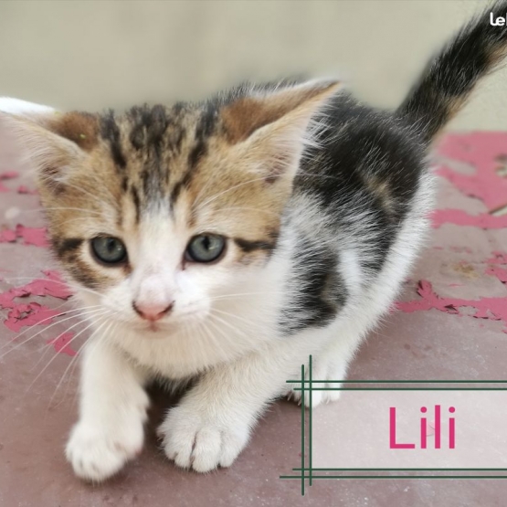 Image pour l'annonce Petits chatons