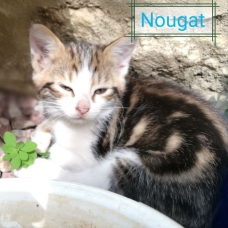 Image pour l'annonce Petits chatons