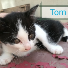 Image pour l'annonce Petits chatons