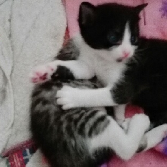 Image pour l'annonce DONNE CHATON 8 SEMAINES