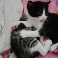 Image pour l'annonce DONNE CHATON 8 SEMAINES