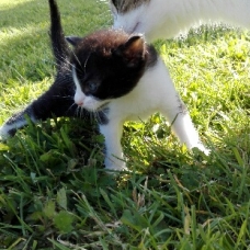 Image pour l'annonce DONNE CHATON 8 SEMAINES