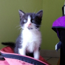 Image pour l'annonce DONNE CHATON 8 SEMAINES