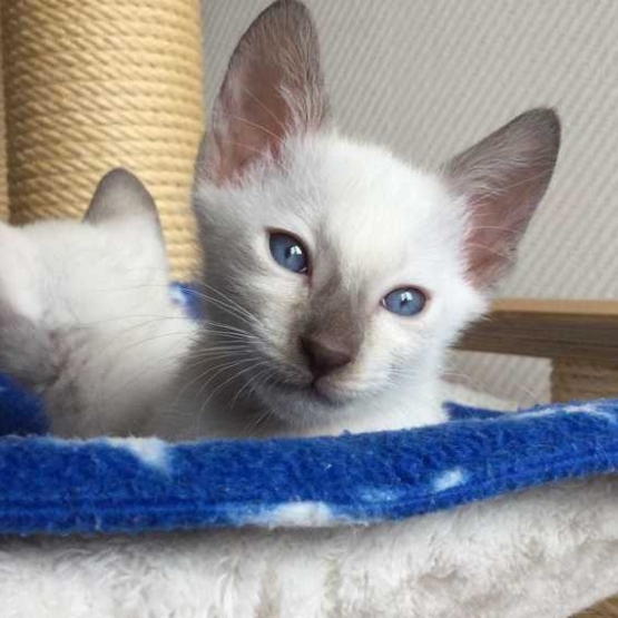 Image pour l'annonce 2 petits chatons blancs