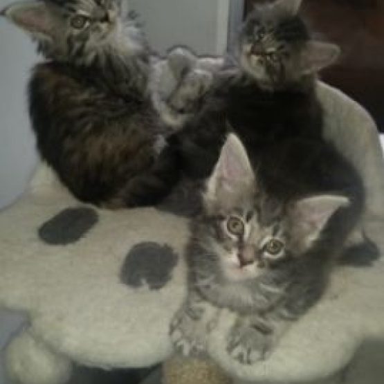 Image pour l'annonce Magnifiques chatons à adopter