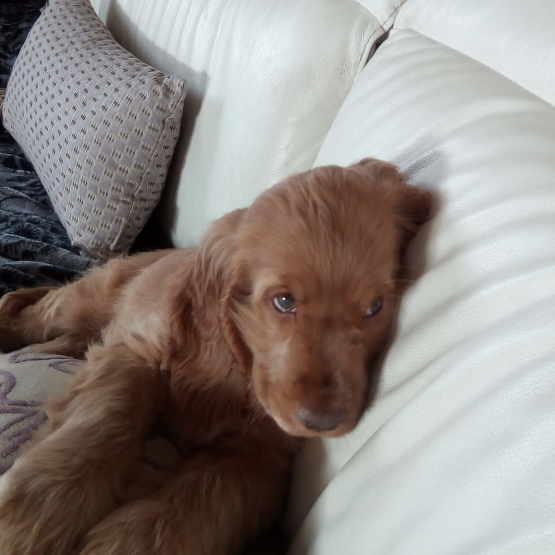 Image pour l'annonce donne chiot cocker anglais pur race