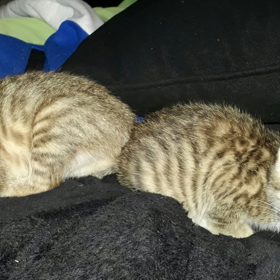 Image pour l'annonce Adoptez un chaton