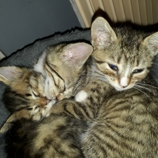 Image pour l'annonce Adoptez un chaton