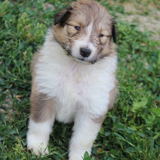 Image pour l'annonce Vends chiot colley