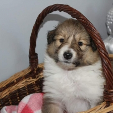 Image pour l'annonce Vends chiot colley