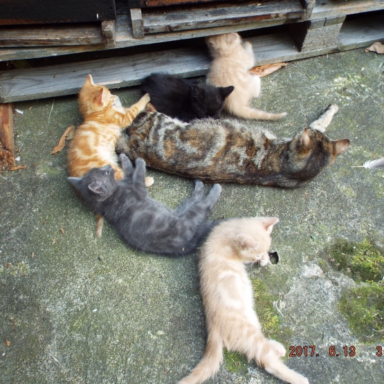 Image pour l'annonce donne chattons