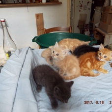 Image pour l'annonce donne chattons