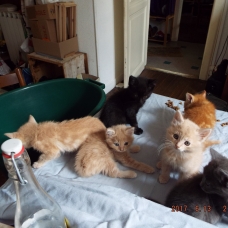 Image pour l'annonce donne chattons