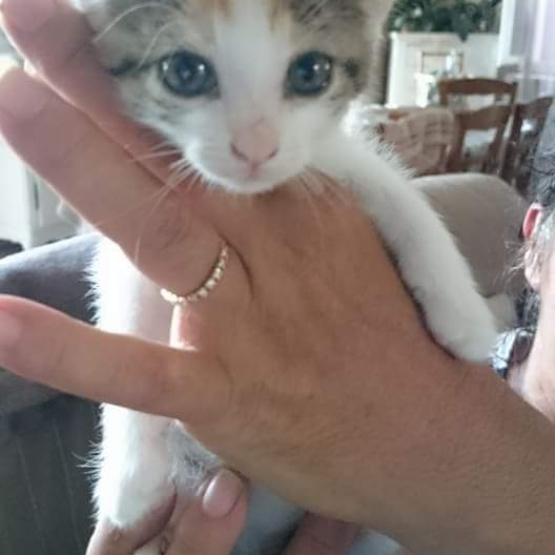 Image pour l'annonce Donne chatons