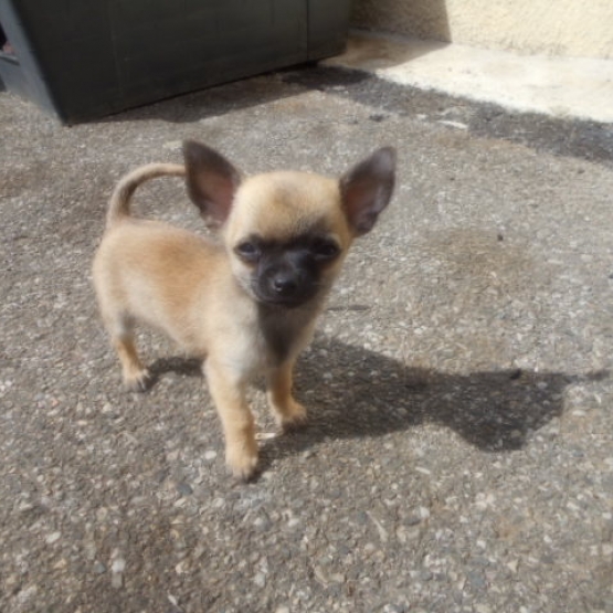 Image pour l'annonce Chihuahua