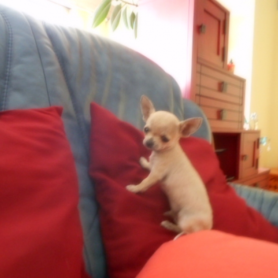 Image pour l'annonce Chiot Chihuahua mâle