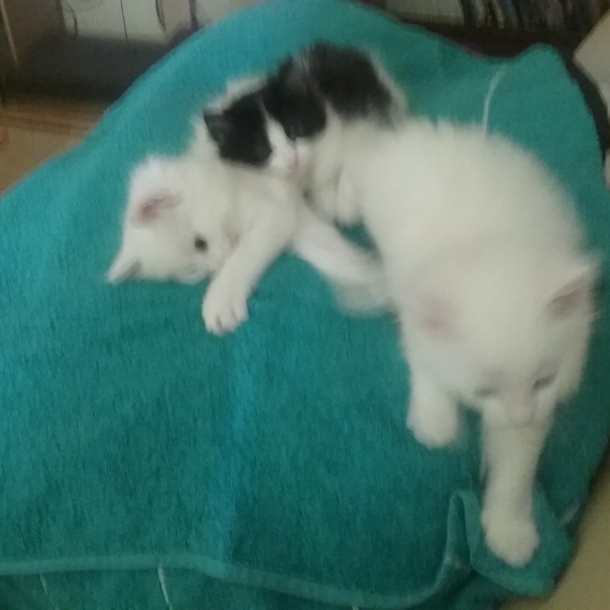 Image pour l'annonce Donne 1 chaton male