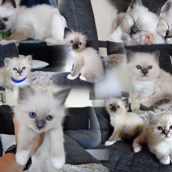 Image pour l'annonce Chatons sacré de Birmanie à reserver
