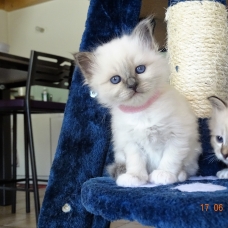 Image pour l'annonce Chatons sacré de Birmanie à reserver