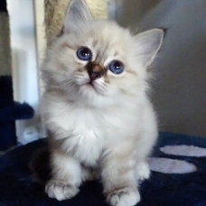 Image pour l'annonce Chatons sacré de Birmanie à reserver