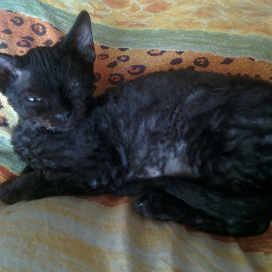 Image pour l'annonce vends chatons devon rex