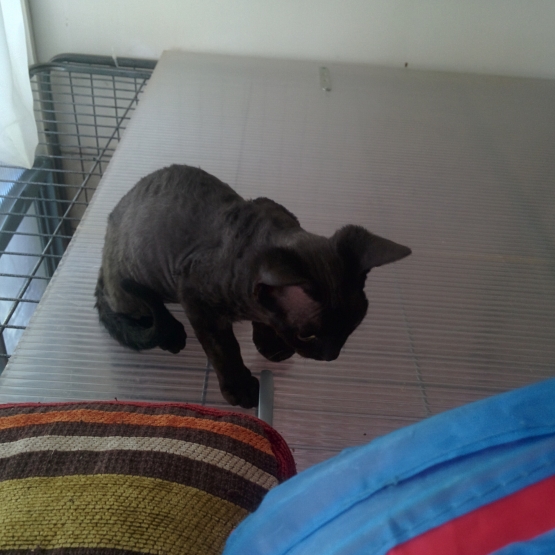 Image pour l'annonce vends chatons devon rex