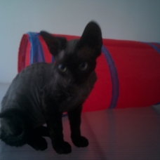 Image pour l'annonce vends chatons devon rex