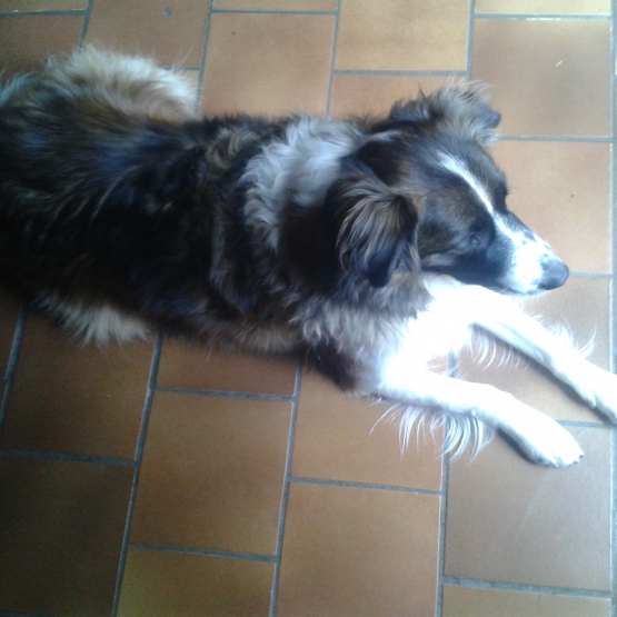 Image pour l'annonce donne chienne berger australien