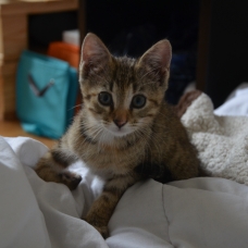 Image pour l'annonce Donne chaton câlin