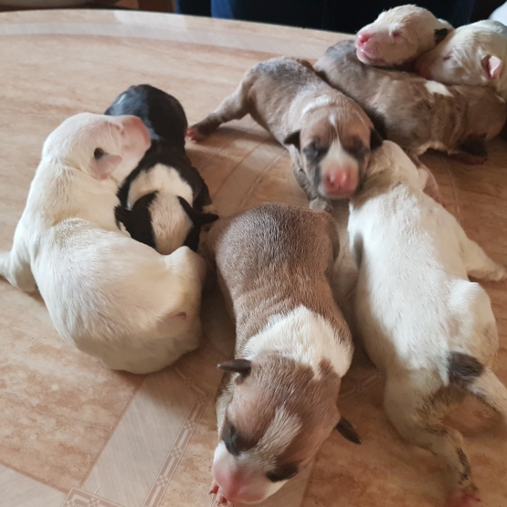 Image pour l'annonce Chiots Bull terrier