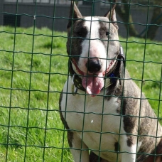 Image pour l'annonce Chiots Bull terrier