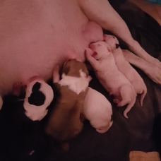 Image pour l'annonce Chiots Bull terrier
