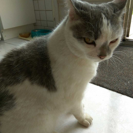 Image pour l'annonce donne chatte,cause deces
