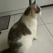 Image pour l'annonce donne chatte,cause deces