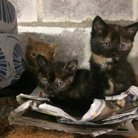Image pour l'annonce Chatons à donner