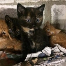 Image pour l'annonce Chatons à donner