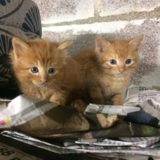 Image pour l'annonce Chatons à donner