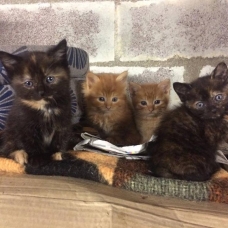 Image pour l'annonce Chatons à donner