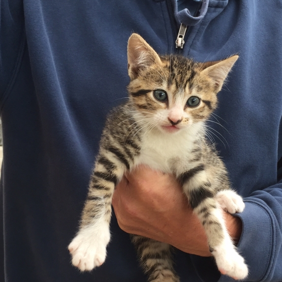 Image pour l'annonce Superbe chaton à donner