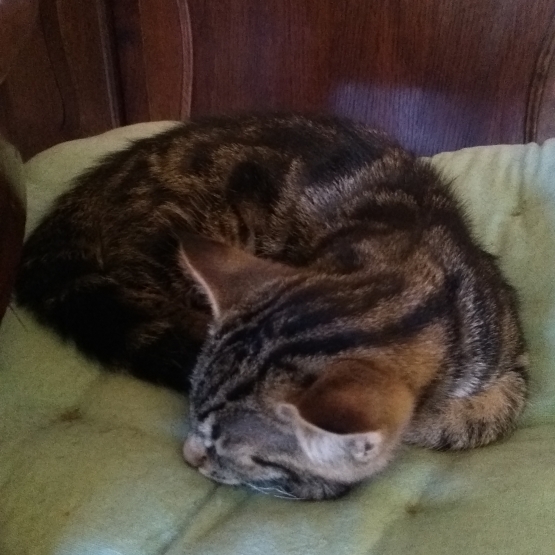 Image pour l'annonce Donne 2 chatons