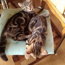 Image pour l'annonce Donne 2 chatons