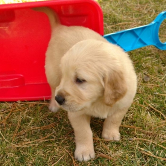 Image pour l'annonce chiots Golden retriever