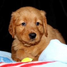 Image pour l'annonce chiots Golden retriever