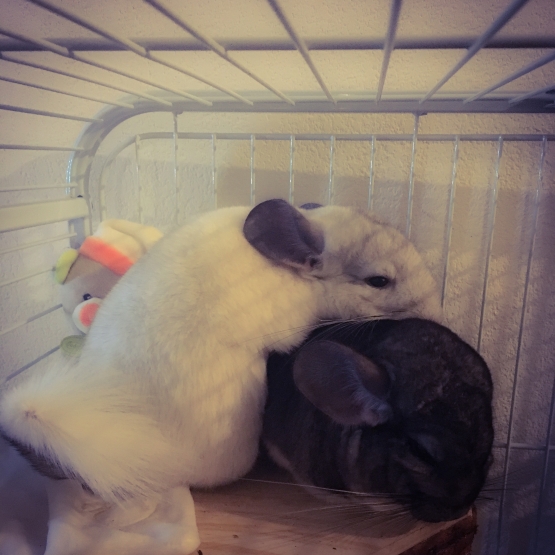 Image pour l'annonce Chinchillas Mâle & Femelle + cage