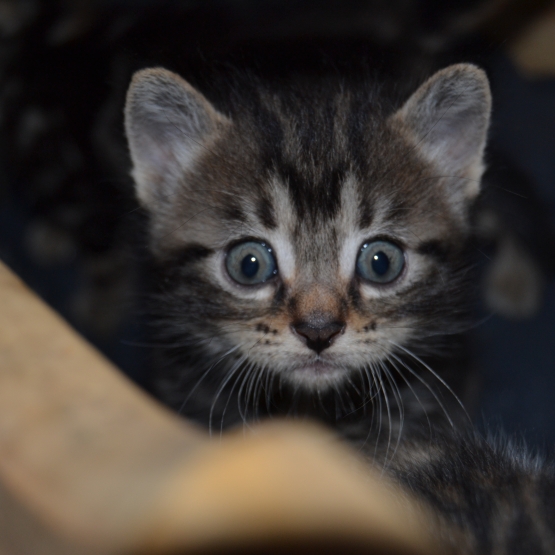 Image pour l'annonce Donne chatons