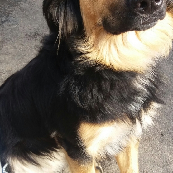 Image pour l'annonce Donne chienne 10 mois type beauceron berger