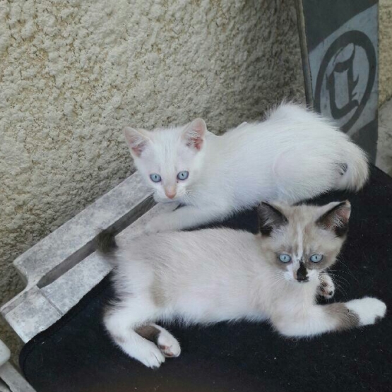 Image pour l'annonce Donne chatons nés le 09/05/17