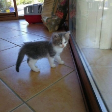 Image pour l'annonce Donné 2 chaton femelle
